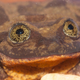 Romeo the frog. Photo: Matias Careaga via Global Wildlife Conservation